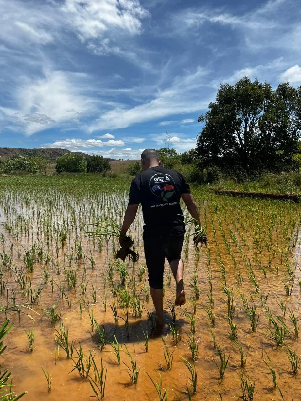 A farmer transplanting young rice seedlings in a widely spaced grid in an SRI paddy in Madagascar